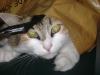 Avatar de gatoxqui